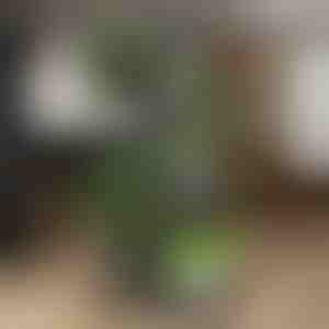 Növénytartó állvány | POTSTAGE