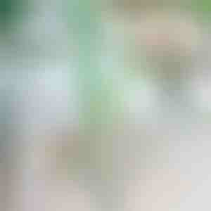 Növény támasztó | ROOTZI