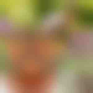 Állítható magasságú virágcserepek (3x darab) | PLANTUP